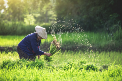 ĐỘC ĐÁO “GẠO RUỘNG RƯƠI” TRÊN VÙNG ĐẤT KIẾN THỤY – ĐẶC SẢN KẾT TINH TỪ THIÊN NHIÊN