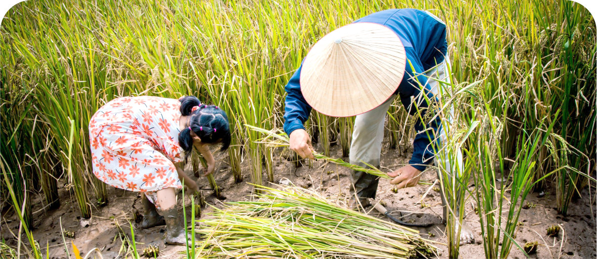 Gạo Ruộng Rươi Rueco 