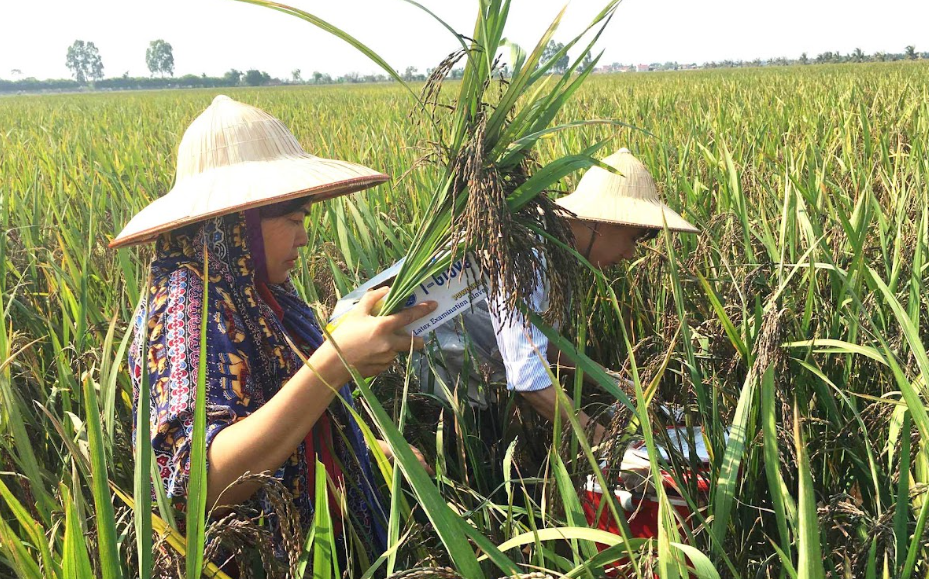 Gạo lứt tím thảo dược