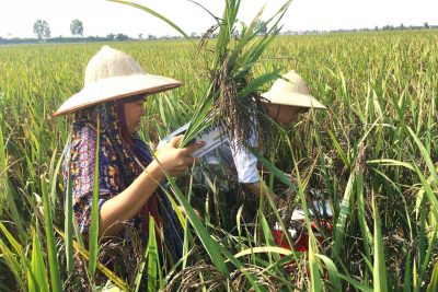 GẠO RUỘNG RƯƠI RUECO – TỪ ĐỒNG RUỘNG ĐẾN BÀN ĂN