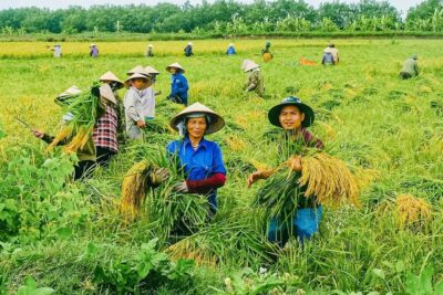 GẠO BÃI RƯƠI – GẠO SẠCH NHÀ RUECO