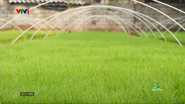 Mạ trên cánh đồng ruộng rươi