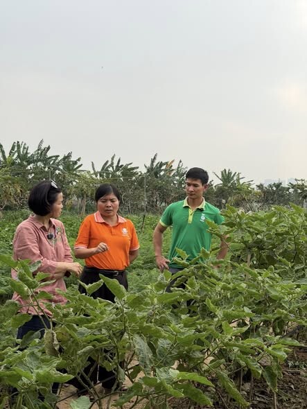 Kim Sơn Farm & Rueco | Hành trình nông nghiệp thuận tự nhiên