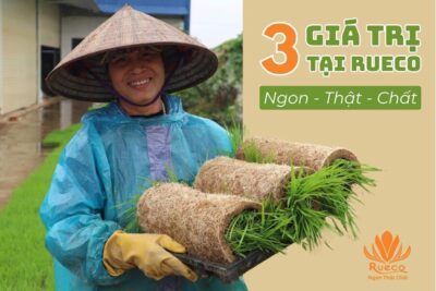 RUECO: Hành Trình Tìm Lại Bản Nguyên Từ Những Điều Thuần Khiết Nhất